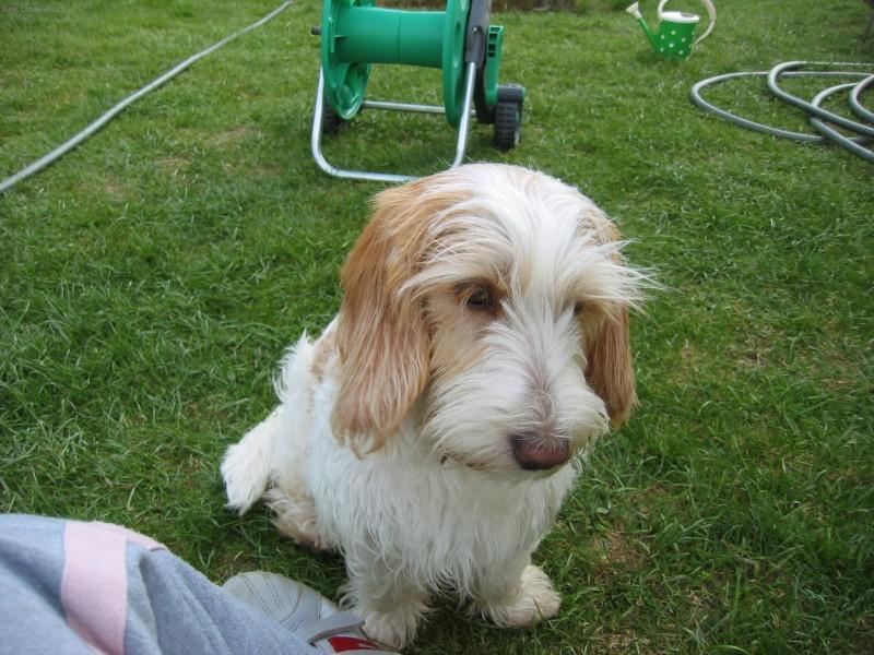 Фотографии к статье: Малый вандейский бассет-гриффон (Petit basset griffon vendeen) / Советы по уходу и воспитанию породы собак, описание собаки, помощь при болезнях, фотографии, дискусии и форум.