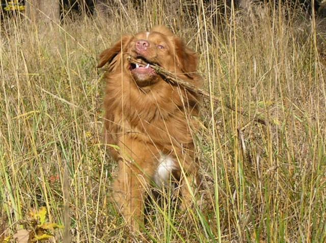 Фотографии к статье: Новошотландский утиный ретривер (Nova Scotia Duck Tolling Retriever) / Советы по уходу и воспитанию породы собак, описание собаки, помощь при болезнях, фотографии, дискусии и форум.