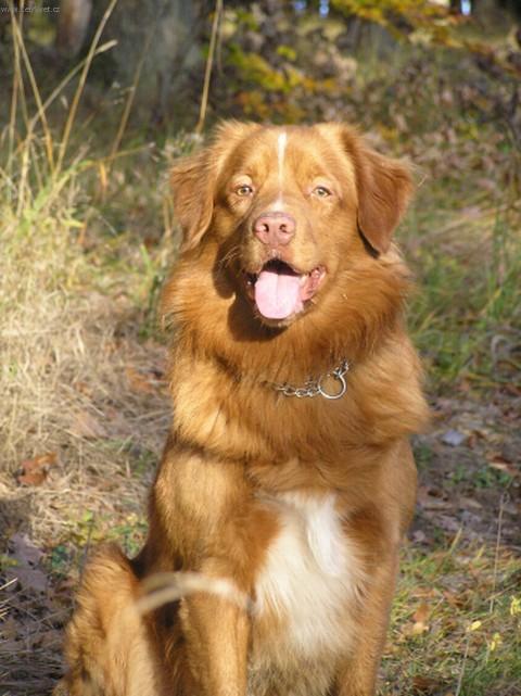 Фотографии к статье: Новошотландский утиный ретривер (Nova Scotia Duck Tolling Retriever) / Советы по уходу и воспитанию породы собак, описание собаки, помощь при болезнях, фотографии, дискусии и форум.