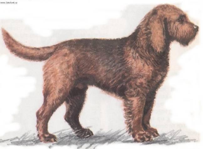 Фотографии к статье: Оттерхаунд (выдровая собака) (Otterhound) / Советы по уходу и воспитанию породы собак, описание собаки, помощь при болезнях, фотографии, дискусии и форум.