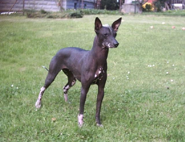 Фотографии к статье: Перуанская голая собака (Peruvian Hairless Dog) / Советы по уходу и воспитанию породы собак, описание собаки, помощь при болезнях, фотографии, дискусии и форум.