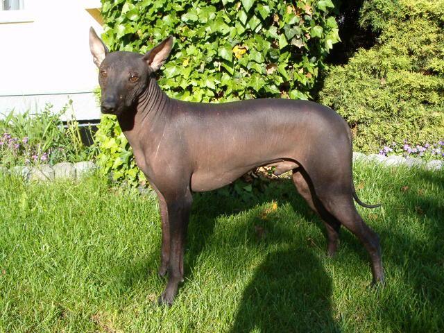 Фотографии к статье: Перуанская голая собака (Peruvian Hairless Dog) / Советы по уходу и воспитанию породы собак, описание собаки, помощь при болезнях, фотографии, дискусии и форум.