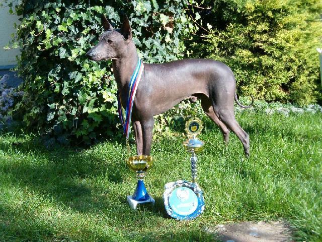 Фотографии к статье: Перуанская голая собака (Peruvian Hairless Dog) / Советы по уходу и воспитанию породы собак, описание собаки, помощь при болезнях, фотографии, дискусии и форум.