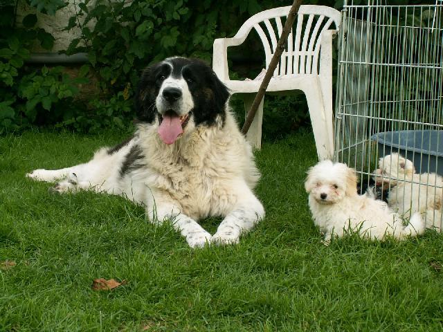 Фотографии к статье: Пиренейский мастиф (Pyrenean Mastiff, Mastin de los Pirineos) / Советы по уходу и воспитанию породы собак, описание собаки, помощь при болезнях, фотографии, дискусии и форум.