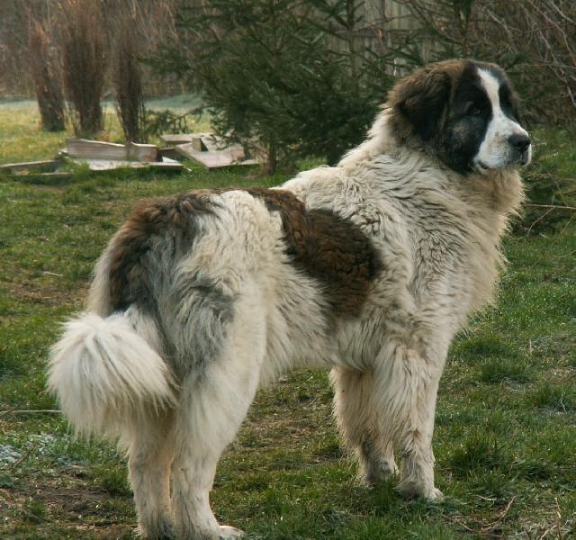 Фотографии к статье: Пиренейский мастиф (Pyrenean Mastiff, Mastin de los Pirineos) / Советы по уходу и воспитанию породы собак, описание собаки, помощь при болезнях, фотографии, дискусии и форум.