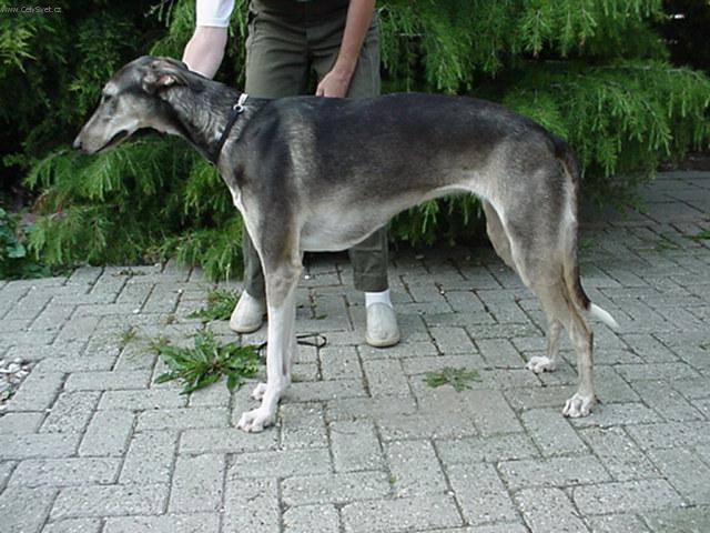 Фотографии к статье: Польский харт (Chart Polski, Polish Greyhound) / Советы по уходу и воспитанию породы собак, описание собаки, помощь при болезнях, фотографии, дискусии и форум.