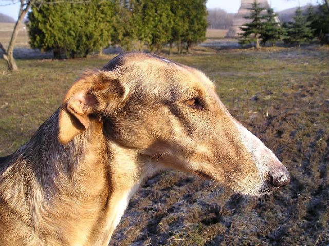 Фотографии к статье: Польский харт (Chart Polski, Polish Greyhound) / Советы по уходу и воспитанию породы собак, описание собаки, помощь при болезнях, фотографии, дискусии и форум.