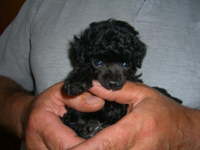 Фотографии к статье: Пудель (Poodle, Caniche) / Советы по уходу и воспитанию породы собак, описание собаки, помощь при болезнях, фотографии, дискусии и форум.