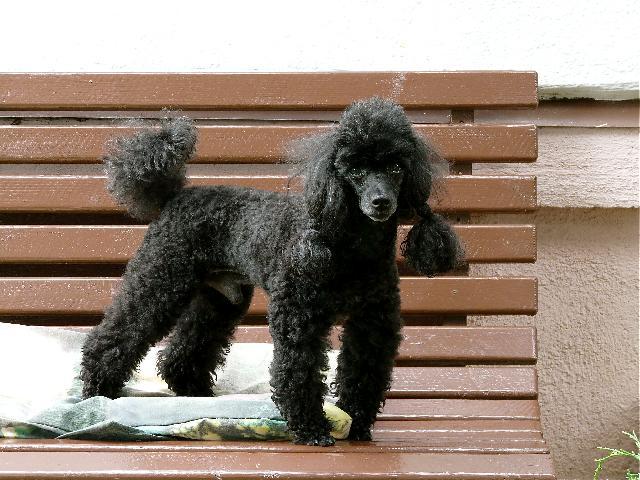 Фотографии к статье: Пудель (Poodle, Caniche) / Советы по уходу и воспитанию породы собак, описание собаки, помощь при болезнях, фотографии, дискусии и форум.