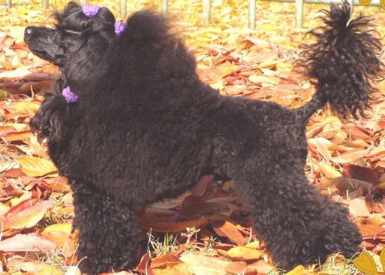 Фотографии к статье: Пудель (Poodle, Caniche) / Советы по уходу и воспитанию породы собак, описание собаки, помощь при болезнях, фотографии, дискусии и форум.