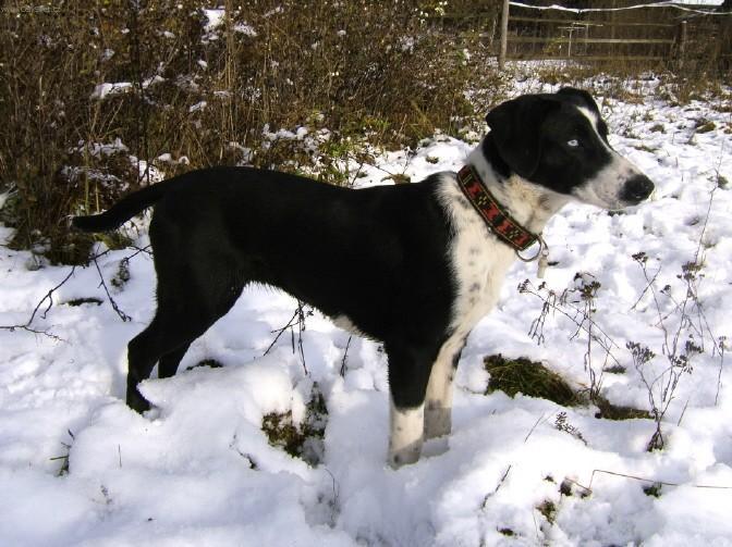 Фотографии к статье: Северные собаки (Northern dog) / Советы по уходу и воспитанию породы собак, описание собаки, помощь при болезнях, фотографии, дискусии и форум.