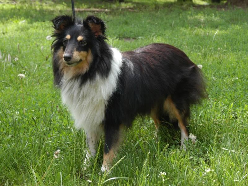 Фотографии к статье: Шетландская овчарка (шелти) (Shetland Sheepdog) / Советы по уходу и воспитанию породы собак, описание собаки, помощь при болезнях, фотографии, дискусии и форум.