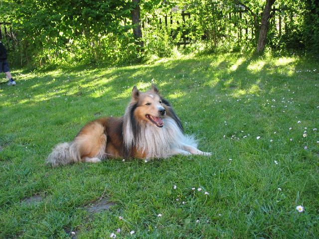 Фотографии к статье: Шетландская овчарка (шелти) (Shetland Sheepdog) / Советы по уходу и воспитанию породы собак, описание собаки, помощь при болезнях, фотографии, дискусии и форум.