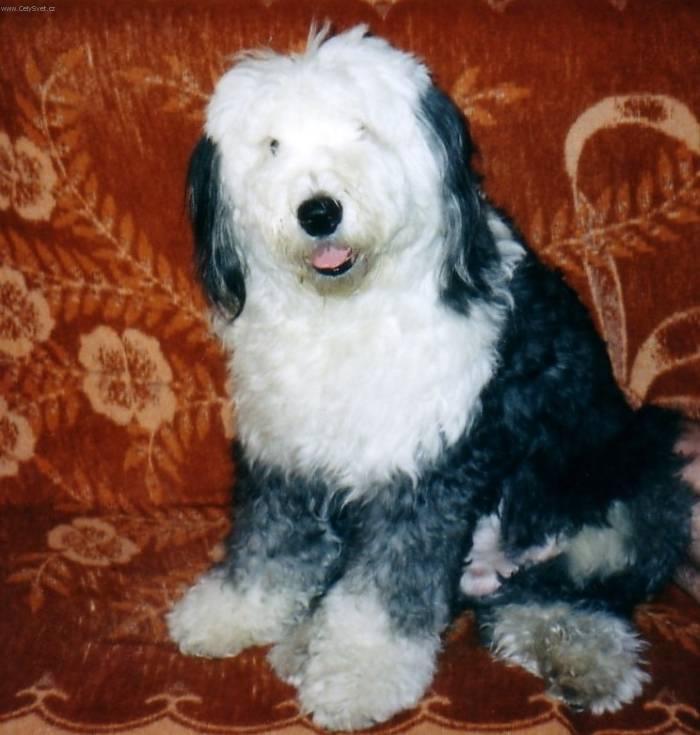 Фотографии к статье: Староанглийская овчарка (бобтейл) (Old English Sheepdog) / Советы по уходу и воспитанию породы собак, описание собаки, помощь при болезнях, фотографии, дискусии и форум.