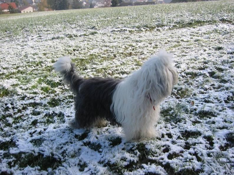 Фотографии к статье: Староанглийская овчарка (бобтейл) (Old English Sheepdog) / Советы по уходу и воспитанию породы собак, описание собаки, помощь при болезнях, фотографии, дискусии и форум.