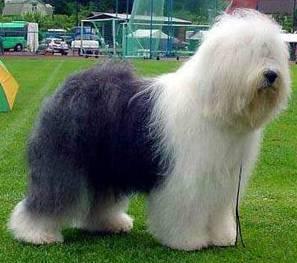 Фотографии к статье: Староанглийская овчарка (бобтейл) (Old English Sheepdog) / Советы по уходу и воспитанию породы собак, описание собаки, помощь при болезнях, фотографии, дискусии и форум.