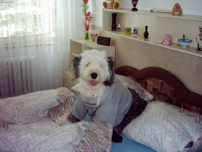 Фотографии к статье: Староанглийская овчарка (бобтейл) (Old English Sheepdog) / Советы по уходу и воспитанию породы собак, описание собаки, помощь при болезнях, фотографии, дискусии и форум.