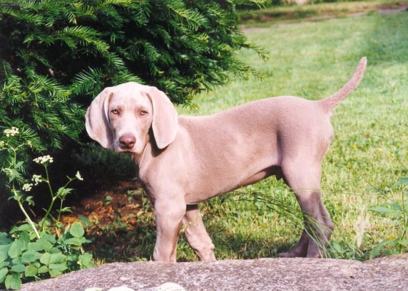 Фотографии к статье: Веймаранер (Веймарская легавая) (Weimaraner, Weimaraner Vorsterhund) / Советы по уходу и воспитанию породы собак, описание собаки, помощь при болезнях, фотографии, дискусии и форум.