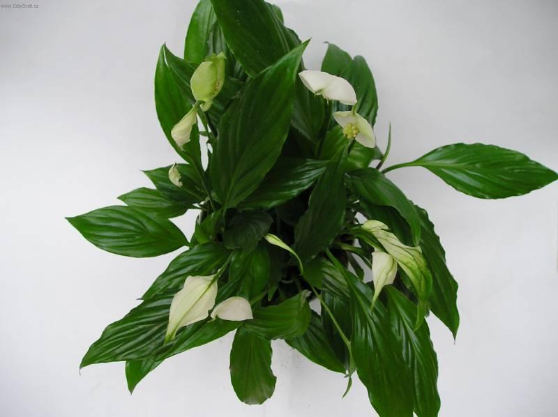 Фотографии к статье: Спатифиллум (Spathiphyllum)