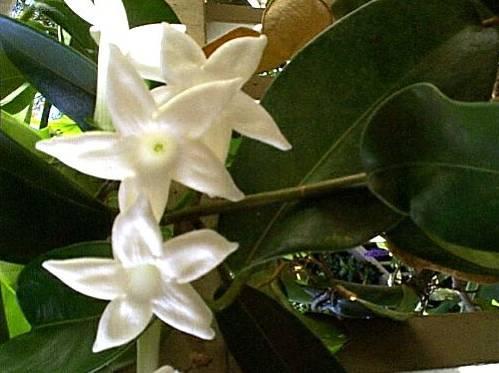 Фотографии к статье: Стефанотис (Stephanotis)