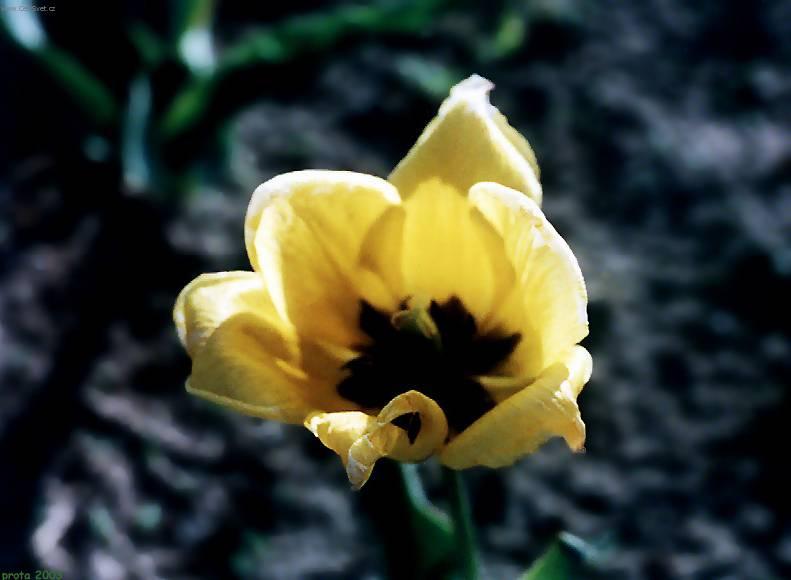 Фотографии к статье: Тюльпан (Tulipa)