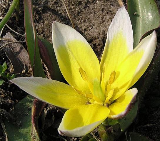 Фотографии к статье: Тюльпан (Tulipa)