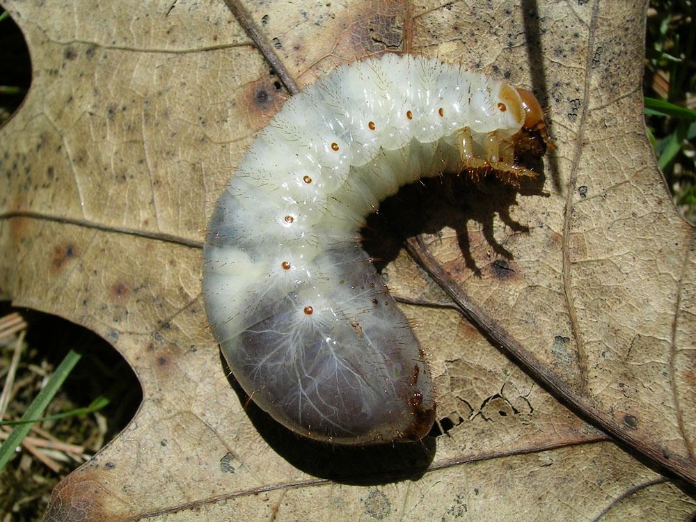 Фотографии к статье: Вредители комнатных растений и борьба с ними (Vermin, pests)