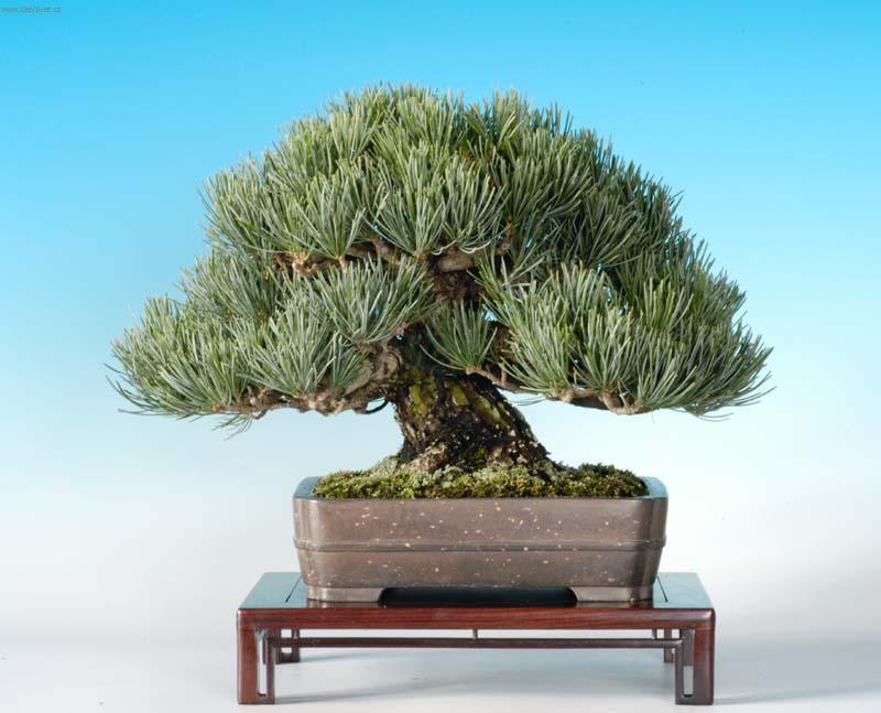 Фотографии к статье: Выращивание и разведение бонсаев (Bonsai)