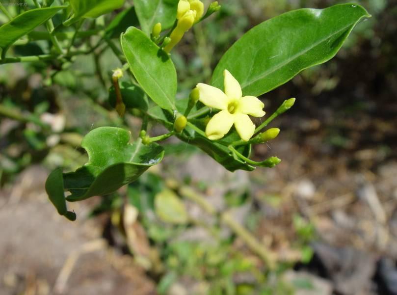 Фотографии к статье: Жасмин лекарственный (Jasminum officinale)