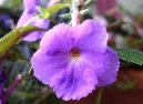 Achimenes, Honzík, Křivůtka