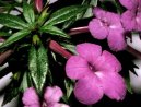 Achimenes, Honzík, Křivůtka
