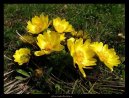 :  > Adonis jarní, hlaváček jarní (Adonis vernalis)