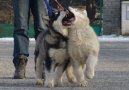 :  > Aljašský malamut (Alaskan Malamute)