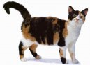 :  > Americká drsnosrstá kočka (American Wirehair Cat)