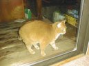 :  > Americká krátkosrstá kočka (American Shorthair Cat)