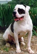 Americký bulldog