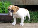 Americký bulldog