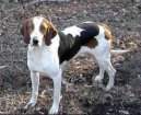 :  > Americký foxhound (American Fox Hound)