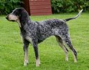 :  > Americký modrý gaskoňský chrt (American Blue Gascon Hound)