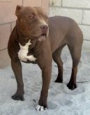 Americký pitbull teriér