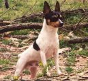 :  > Americký toy-foxteriér (American Toy Fox Terrier)