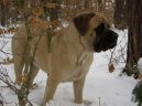 :  > Anglický mastif (English Mastiff)