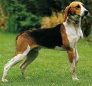 :  > Anglo-francouzský honič de Petite Venerie (Medium-sized Anglo-french Hound)