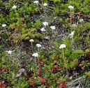 Фотография: Antennaria dioica