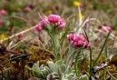 :  > Kociánek dvoudomý (Antennaria dioica)