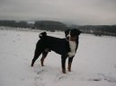 :  > Appenzellský salašnický pes (Appenzeller Sennenhund)