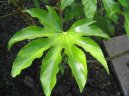 :  > Arálie, prodara japonská (Fatsia japonica)