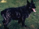 :  > Ardenský bouvier (Bouvier Des Ardennes)