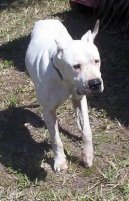 :  > Argentinská doga (Dogo Argentino)