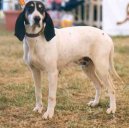 :  > Ariégeois (Ariege Hound)